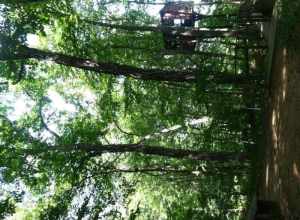 Mass Audubon's Arcadia Wildlife Sanctuary ; Carya Ovata (Shagbark Hickory)