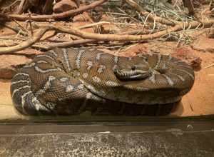 Morelia bredli at Omaha's Henry Doorly Zoo