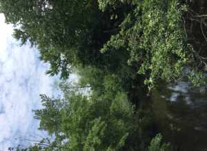 Muddy Run, a creek that flows into Parvin Lake in Parvin State Park, Salem County, New Jersey. The picture was taken on 19 June 2021, from a bridge across the creek near the park's center along the trail which extends southwest from the trailhead on
