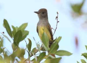 Great Crested Flycatcher