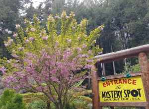 View of Mystery Spot entrance, Santa Cruz