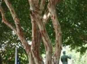Old Glory &amp; Tree