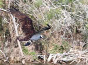 Osprey, with food