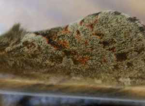 Phymatopus hectoides