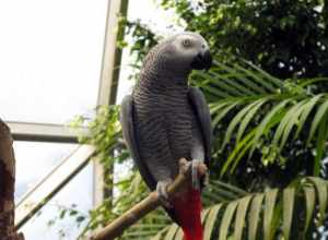 A Congo African Grey Parrot at Topeka Zoo, Kansas, USA.