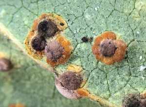 Hollyhock Rust (Puccinia malvacearum)