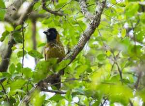 Crimson-collared Grosbeak (Rhodothraupis celaeno)