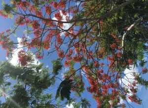 A flowering Delonix regia canopy located in Pembroke Pines, Florida