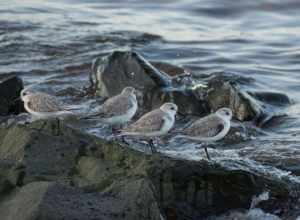 Sanderlings at Raritan Bay Waterfront Park