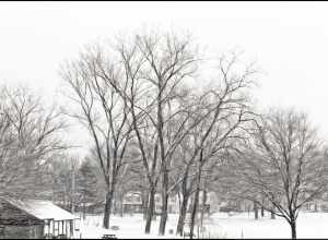 
500px provided description: The children come and go with the seasons but the trees are always there keeping watch. [#park ,#winter ,#cold ,#snow ,#b&amp;w]