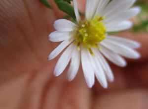 Small White Aster (Symphyotrichum racemosum)