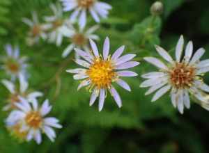 wavy-leaf aster (Symphyotrichum undulatum)