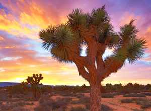 The Beauty of Joshua Trees