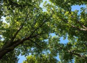 Tree branches at Prospect Hill Park, Waltham, Massachusetts, US (PPL1-Corrected)