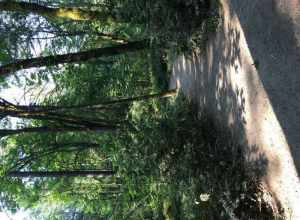 A trail in Tryon Creek State Natural Area in Multnomah County, Oregon on August 8, 2017