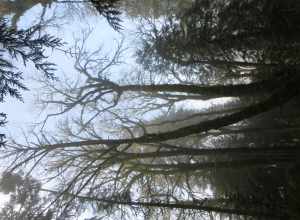 Priest Point Park, Olympia, Washington.
Hiking trail view.