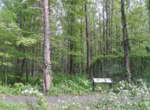 Huntley Meadows Park, Fairfax County, Virginia