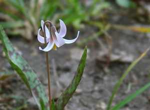 Erythronium albidum, Spring Creek Forest Preserve, North Garland, Texas.