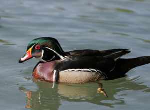 
500px provided description: Wood Duck [#duck ,#bird ,#nature ,#animal ,#wildlife]