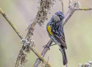 Cosumes River Preserve, Galt, California