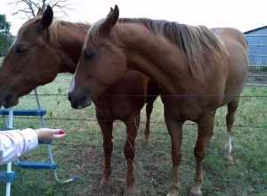 Karma feeding her horses. June 2011