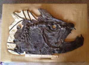 Large skull of the fish Xiphactinus audax prepared by Fossil Shack