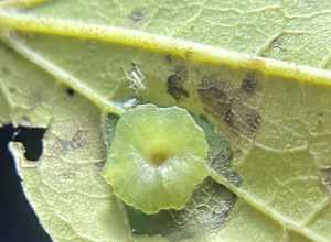 Pachypsylla celtidisasterisca gall
On Celtis laevigata Brookhaven, GA, US

inaturalist