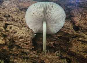 Pluteus americanus