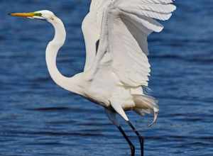 
500px provided description: On to the next fishing spot. [#bird ,#animal ,#wildlife ,#wings ,#feathers ,#wild ,#egret ,#bird in flight]