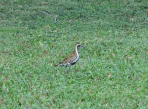 &lt;i&lt;Pluvialis fulva (Gmelin, 1789), Pacific Golden Plover, University of Hawaii, Manoa, Honolulu, Hawaii, USA, 24 March 2014