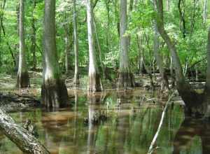 Florested wetland in the Pocomoke River watershed. 
Credit: Dan Murphy/USFWS