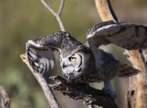 Horned Owl, Arizona-Sonora Desert Museum.