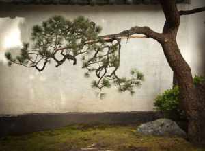 500px provided description: This photograph was taken at the Japanese Gardens in Portland Oregon. When my 4 year old son saw the picture he said, "That's where the tiger lives." [#tree ,#pine ,#oregon ,#portland ,#japanese garden ,#portland oregon