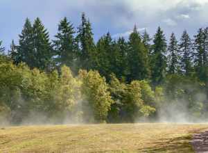 Right after the rain and sun makes a beautiful mist at Bloedel Reserve , Washington state park and photo taken by iPhone 12 Pro using telephoto camera ISO 25 at 52mm f2 with 1/1185s