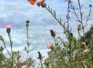 Native plants and flowering blooms attract butterflies in Conyers, GA.