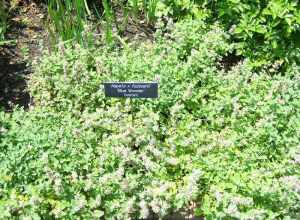 nepeta x faassenii 'Blue Wonder' catmint at Minnesota Landscape Arboretum