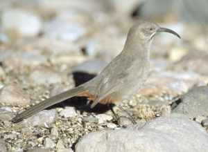 Crissal Thrasher (Toxostoma crissale)