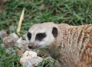 Oklahoma City Zoo 5/26/2014