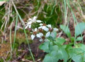 toothed white-topped aster (Sericocarpus asteroides)