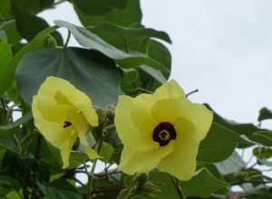 Hau, Hibiscus tiliaceus, on the road to Ho'omaluhia Botanical Garden in Kaneohe, Oahu