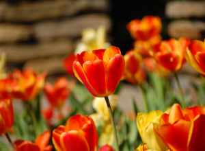 Tulips blossoming in w:Dumbarton Oaks, Washington, DC.