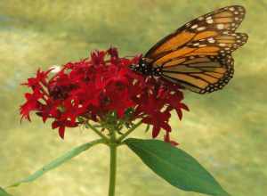 Monarch butterfly on a flower; Seaside, Florida