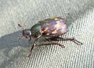 Anomala orientalis (also: Exomala orientalis) (Scarabaeidae) - (imago), Lamoille (VT), United States