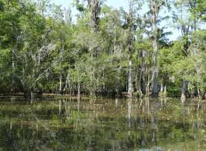 Louisiana Swamp