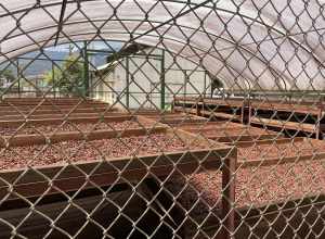 Drying cacao