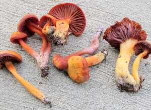 Hygrocybe purpureofolia