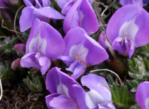 Blackish Crazy-weed (Oxytropis nigrescens)