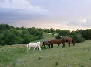 Horses in Cass County Nebraska