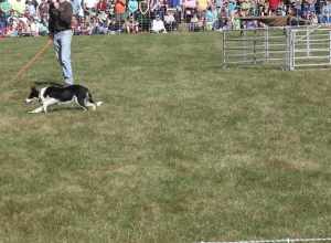 Yesterday I drove to Unity, Maine to attend the Common Ground Country Fair.  One of the fun things is to watch Border Collies at work.  I took lots of stills but a video really is necessary to capture their energy and training. Several different