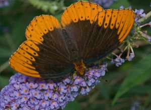 Diana Fritillary (Speyeria diana)